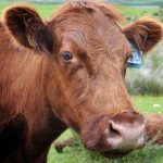 Portrait of a Luing cow