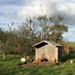 View of hes and henhouse at Knockraich Farm, Fintry