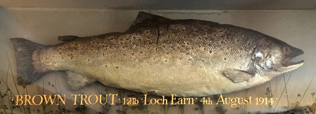 20lb trout caught on Loch Earn at the Royal Hotel, Comrie