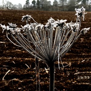 Picture of frosted plant at Bennybeg near Crieff