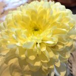 Table decoration at the Butter Churn Coffee Shop, Kirkintilloch