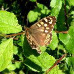 A speckled brown wood butterfly at Hauxley Nature Reserve