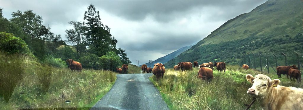 Cattle on road in Glen Douglas