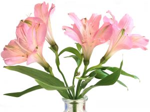 Alstroemeria table decoration at the Greengrocer café