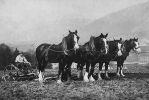 Old photo of Muircot Farm Shop, Tillicoultry