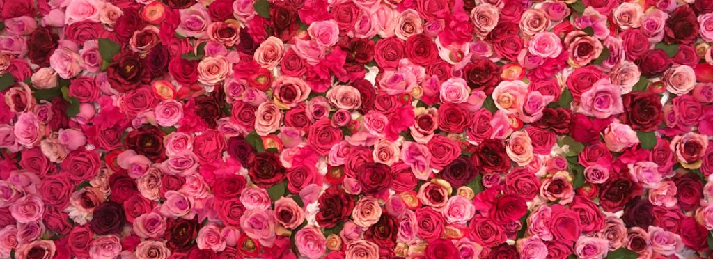 A wall of flowers at the Little Bakery, South Queensferry