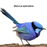 A blue wren