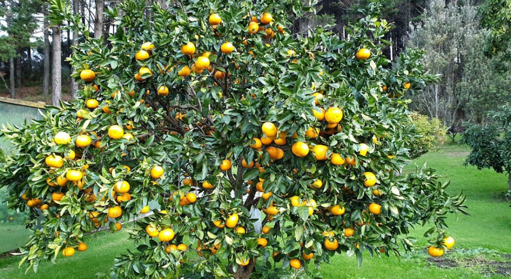 grapefruit tree