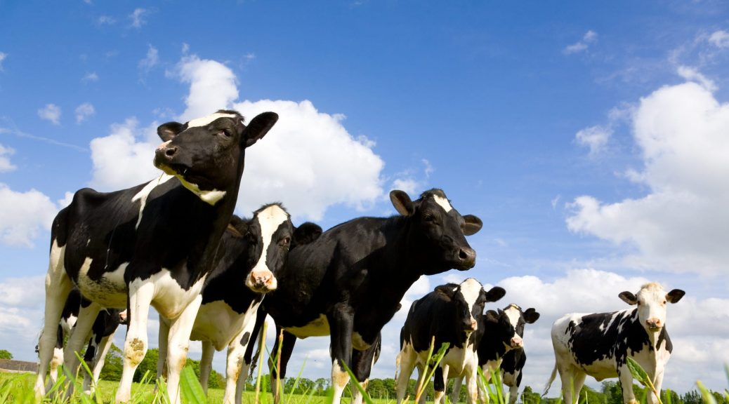 The Little Big Dairy heard of Holstein cows