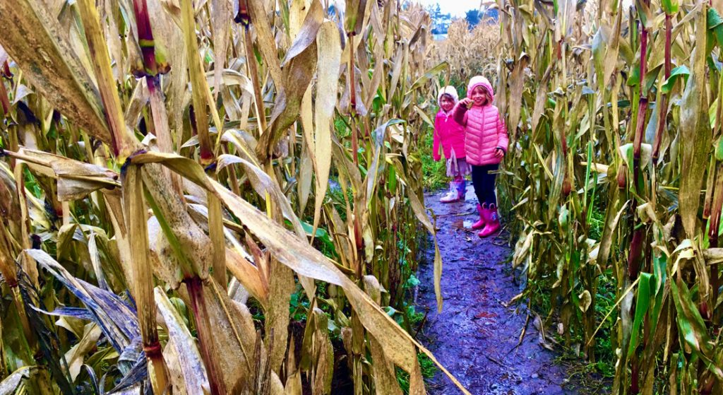 Inside the maze