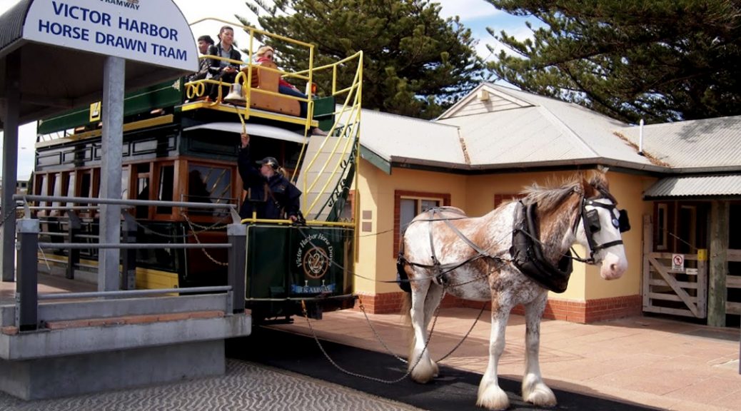 horse drawn tram at Victor Harbour