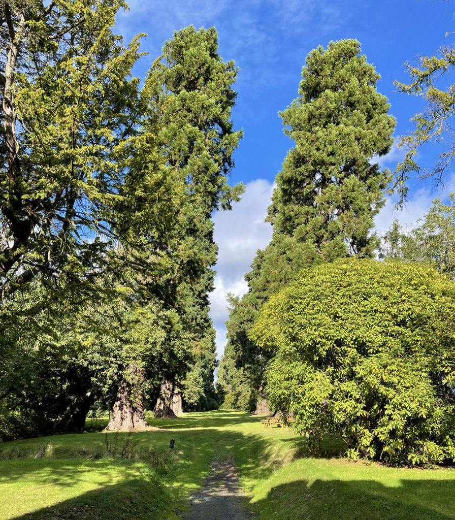 Wellintonia avenue at Dunimarle Castle