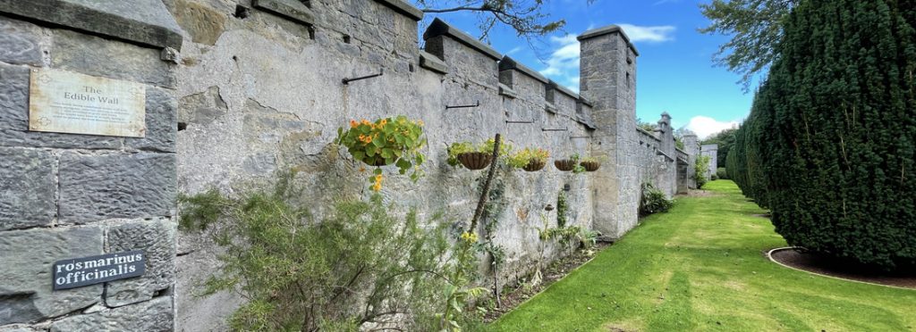 The edible wall at Dunimarle Castle