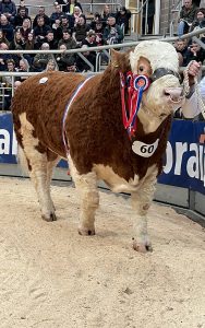 Stirling Bull sales