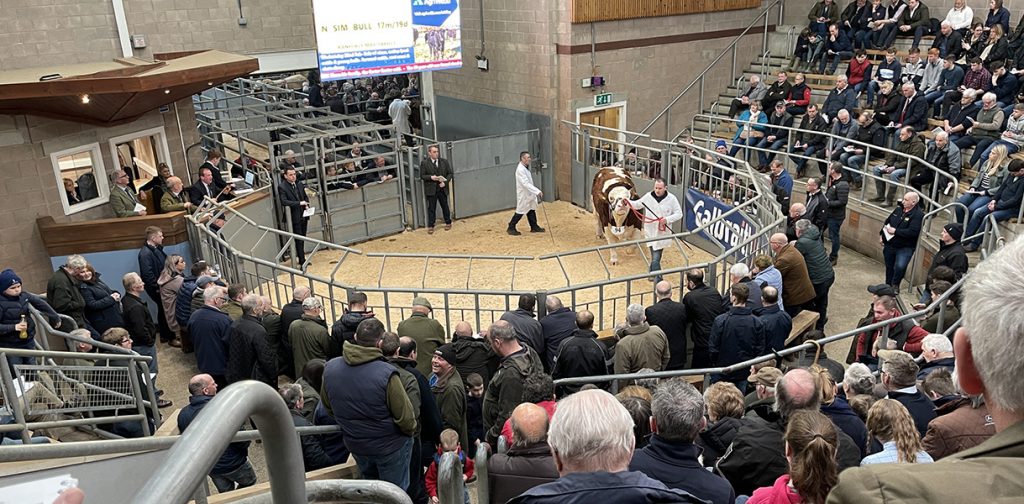 Stirling Bull sales