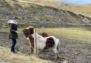 Pat feeding Shetland ponies pan drops