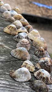 Shells in the form of the Himalayas