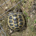 Victor the tortoise at Helensbank