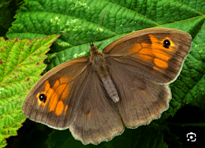 Meadow Brown butterfly