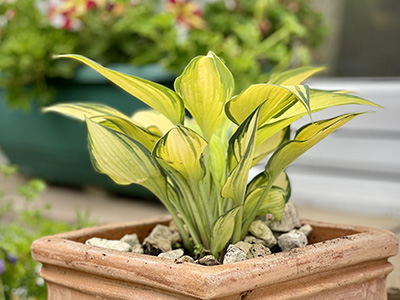 Hosta June